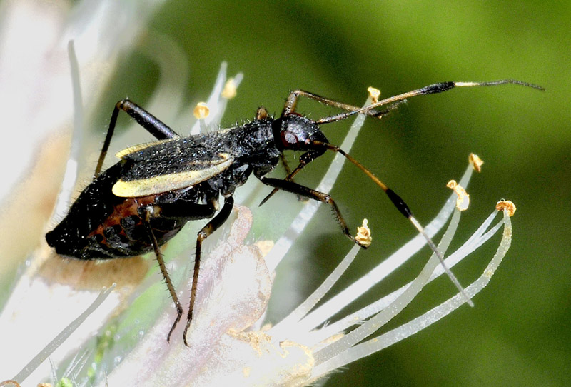 Miridae:  Aphanosoma italicum